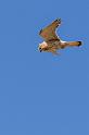 036 Kalbarri, australische torenvalk